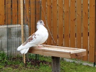 2020 Český dvorek - dokončení - vybavení pro chov...