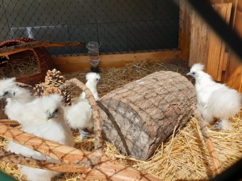 2020 Český dvorek - dokončení - vybavení pro chov...