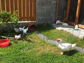 2021 Český dvorek otevřen i pro rodinné návštěvy (1.6. 2021)