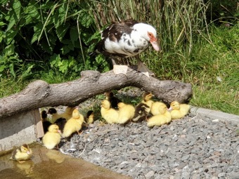2021 Chov domácích zvířat a zooterapie