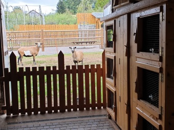 2020 Český dvorek - dokončení - vybavení pro chov...