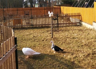 2021 Český dvorek a zooterapie