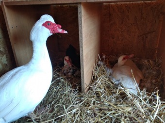 2021 Český dvorek a zooterapie