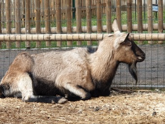 2021 Český dvorek a zooterapie