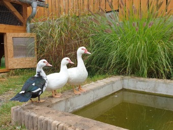 2020 Český dvorek - dokončení - vybavení pro chov...