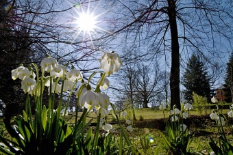 Arboretum Žampach - Leucojum vernum - bledule jarní - dolní park