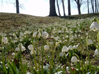 Bledule jarní v dolním parku 