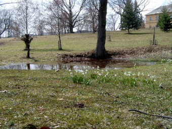 Dolní park, rybníček na jaře, bledule jarní