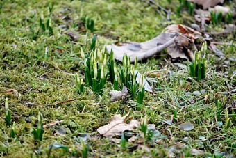Leucojum vernum - bledule jarní - dolní park