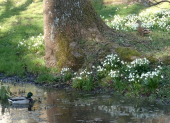 Příchod jara do Arboreta Žampach - dolní park - 18.3.2015
