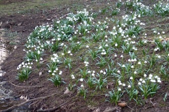 Příchod jara do Arboreta Žampach - dolní park - 18.3.2015