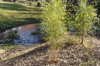 Příchod jara do Arboreta Žampach - dolní park - 18.3.2015