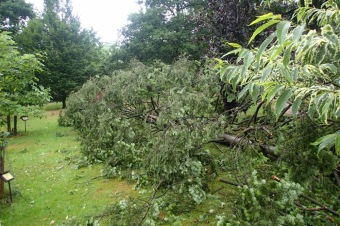 Škody v Arboretu Žampach po noční bouři dne 8.7.2015