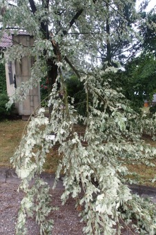 Škody v Arboretu Žampach po noční bouři dne 8.7.2015