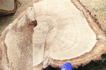 Škody a jejich likvidace v Arboretu Žampach po noční bouři dne 8.7.2015