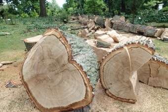 Škody a jejich likvidace v Arboretu Žampach po noční bouři dne 8.7.2015