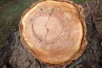 Škody a jejich likvidace v Arboretu Žampach po noční bouři dne 8.7.2015