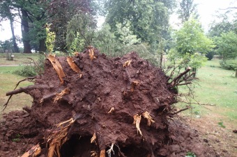 Škody v Arboretu Žampach po noční bouři dne 8.7.2015