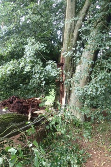 Škody v Arboretu Žampach po noční bouři dne 8.7.2015