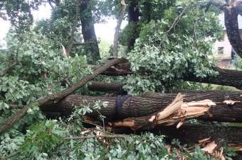 Škody v Arboretu Žampach po noční bouři dne 8.7.2015