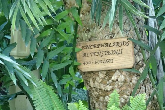 cykas - Encephalartos altensteinii (3)