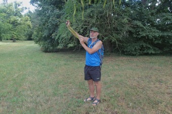 dřezovec trojtrnný - Gleditsia triacanthos