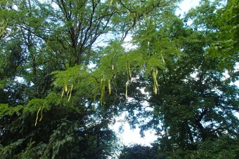 dřezovec trojtrnný - Gleditsia triacanthos (3)