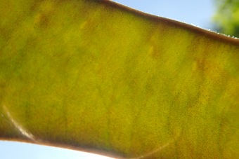 dřezovec trojtrnný - Gleditsia triacanthos (4)