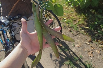 dřezovec trojtrnný - Gleditsia triacanthos (5)