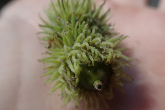 dub cer - Quercus cerris (2)