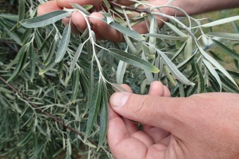 hlošina úzkolistá - Elaeagnus angustifolia