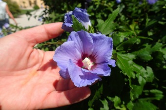 ibišek syrský - Hibiscus syriacus