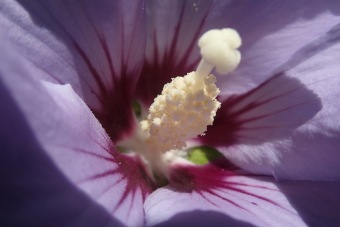 ibišek syrský - Hibiscus syriacus (2)