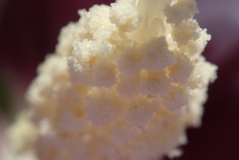 ibišek syrský - Hibiscus syriacus (3)