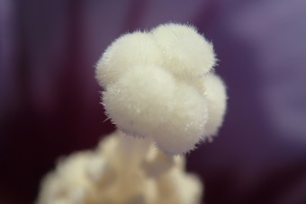 ibišek syrský - Hibiscus syriacus (4)