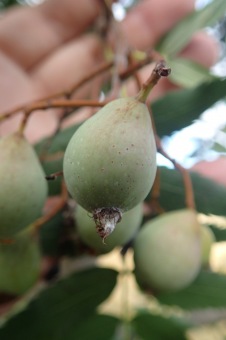 jeřáb oskeruše - Sorbus domestika (2)