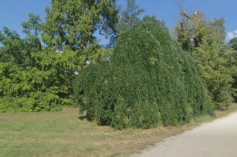 jerlín japonský - Sophora japonica - Pendula (2)
