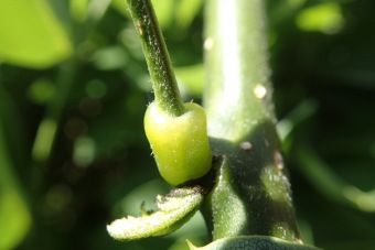 jerlín japonský - Sophora japonica - Pendula (5)