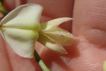 jerlín japonský - Sophora japonica - květ