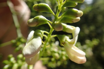 jerlín japonský - Sophora japonica - květenství (2)