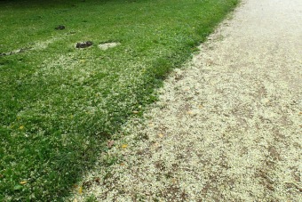 jerlín japonský - Sophora japonica - opad květů