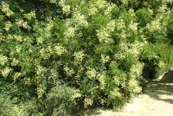 jerlín japonský - Sophora japonica (2)