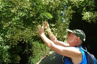 jerlín japonský - Sophora japonica (3)