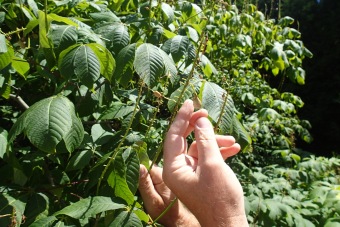 jírovec drobnokvětý - Aesculus parviflora