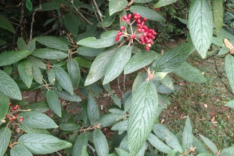 kalina vrásčitolistá - Viburnum rhytidophyllum