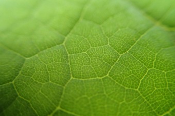 katalpa trubačovitá - Catalpa bignonioides - detail listu