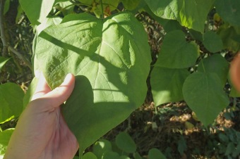 katalpa trubačovitá - Catalpa bignonioides (2)