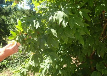 klokoč zpeřený - Staphylea pinnata (2)