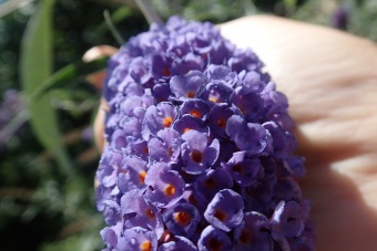 komule Davidova - Buddleja davidii