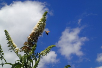 komule Davidova - Buddleja davidii (2)